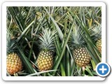 Plantation d'ananas / pineapple