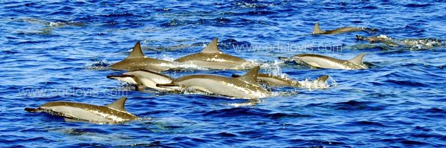catamaran observation dauphins, ile maurice