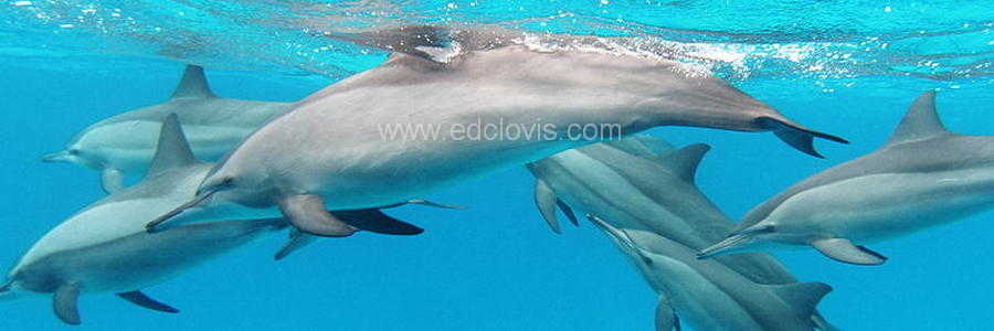 observation dauphin ile maurice
